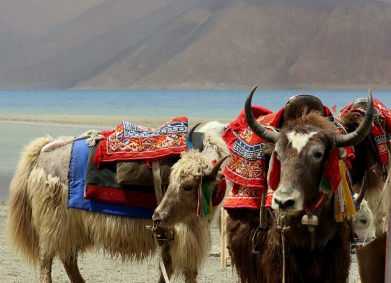 Pangong Lake
